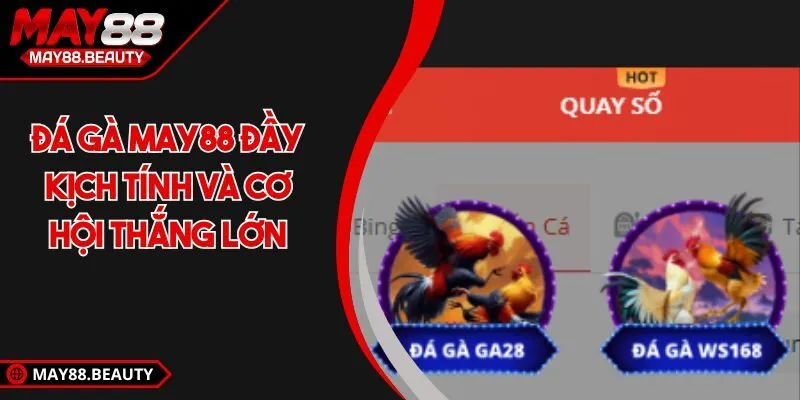 Đá Gà MAY88